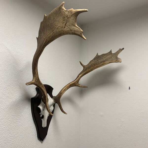 Hirsch Geweih