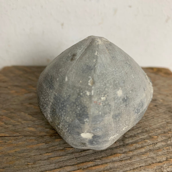 Seeigel Fossil
