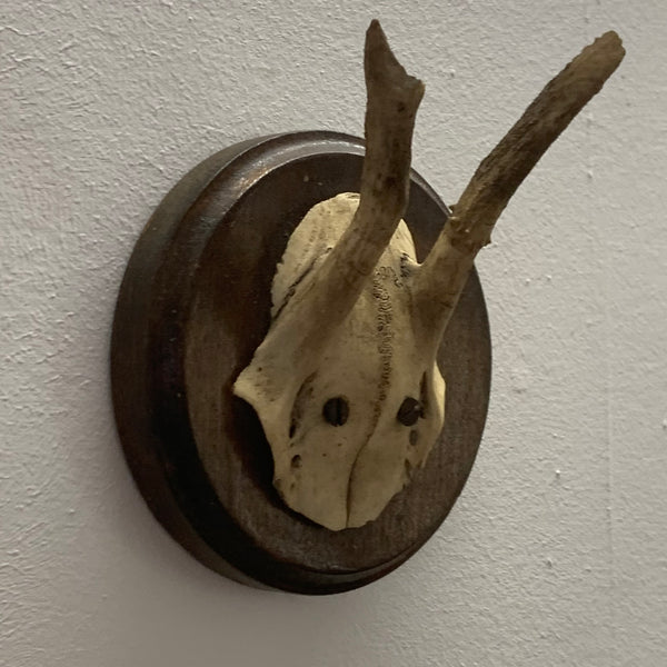 Rehbock Gehörn