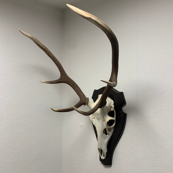 Hirsch Geweih