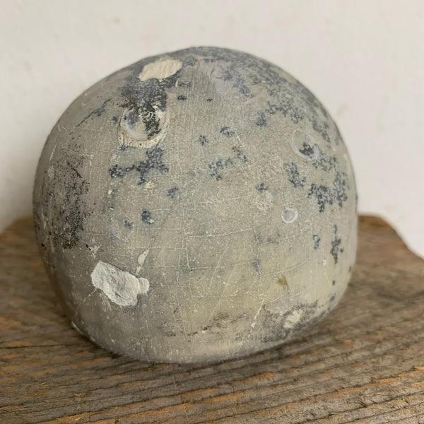 Seeigel Fossil