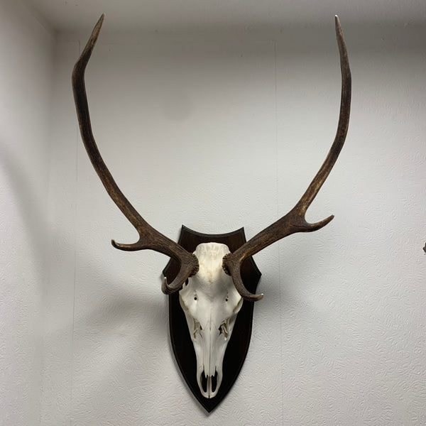 Hirsch Geweih