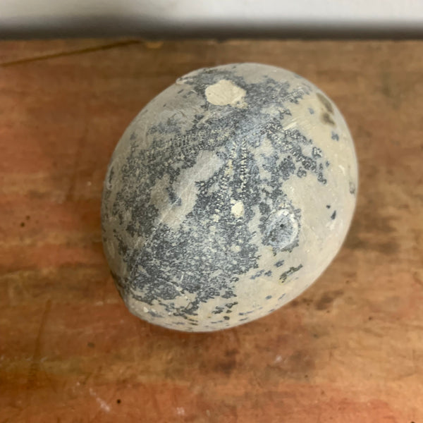 Seeigel Fossil