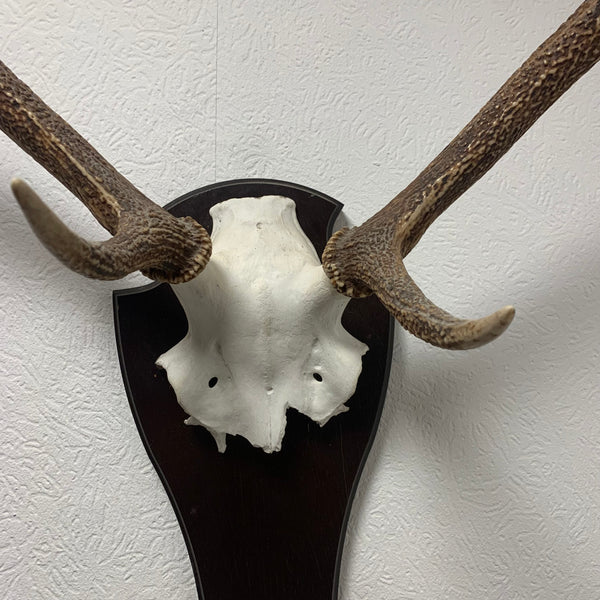 Hirsch Geweih