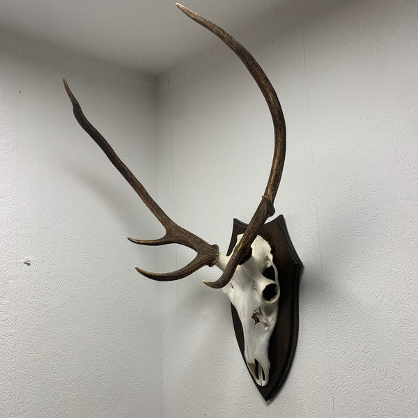 Hirsch Geweih