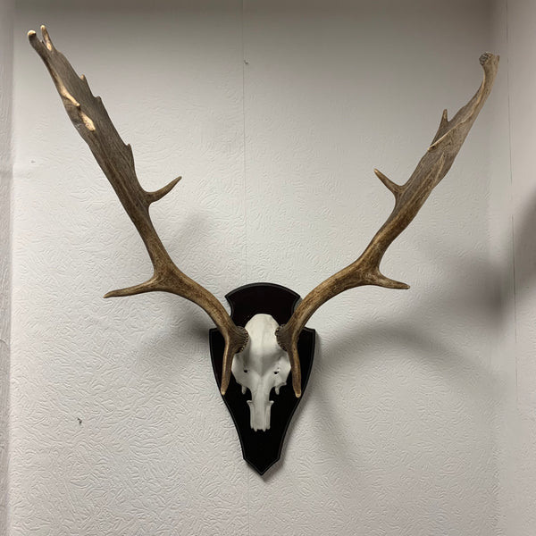 Hirsch Geweih