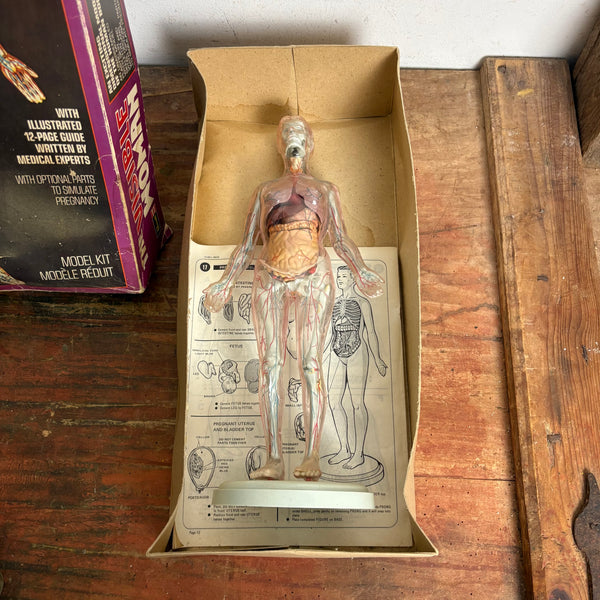 Vintage Modellbausatz The Visible Woman von Revell