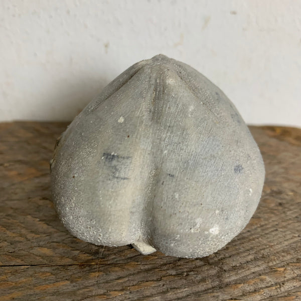 Seeigel Fossil