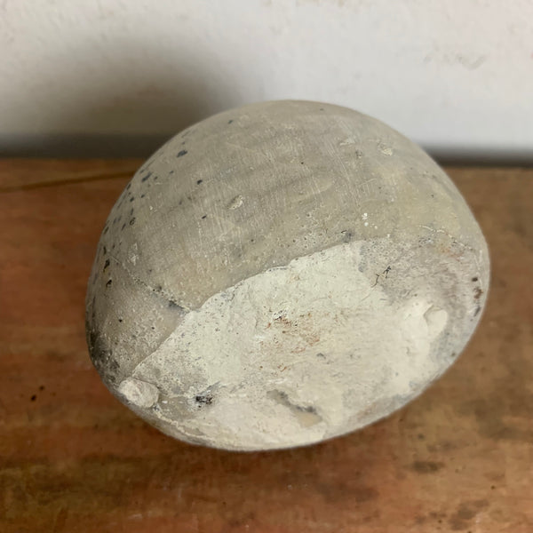 Seeigel Fossil