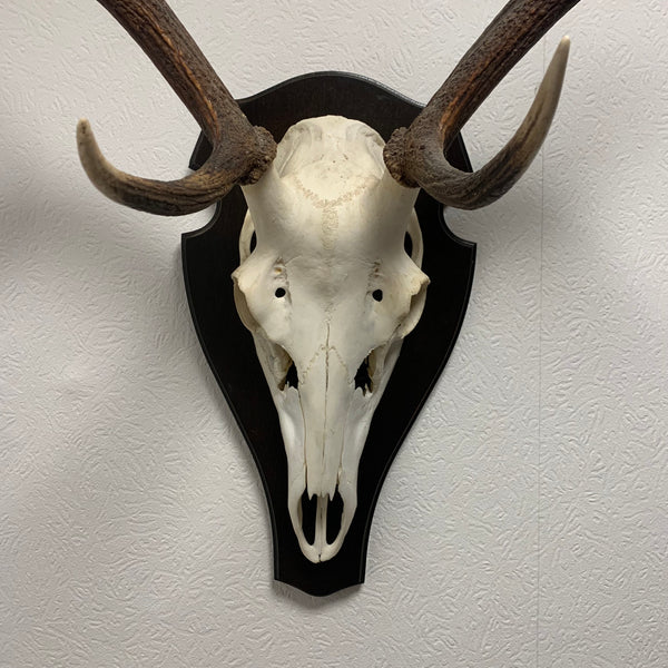 Hirsch Geweih