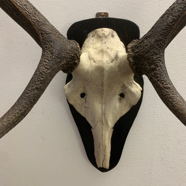 Hirsch Geweih