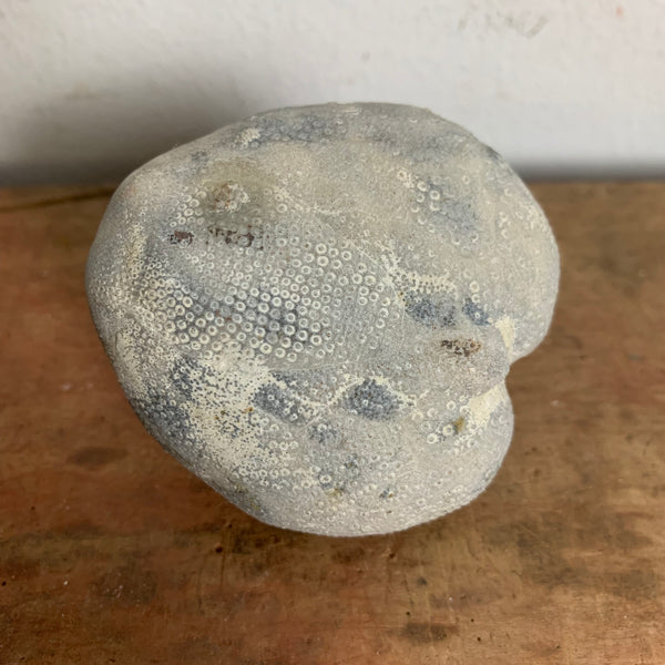 Seeigel Fossil