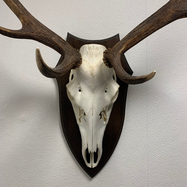 Hirsch Geweih