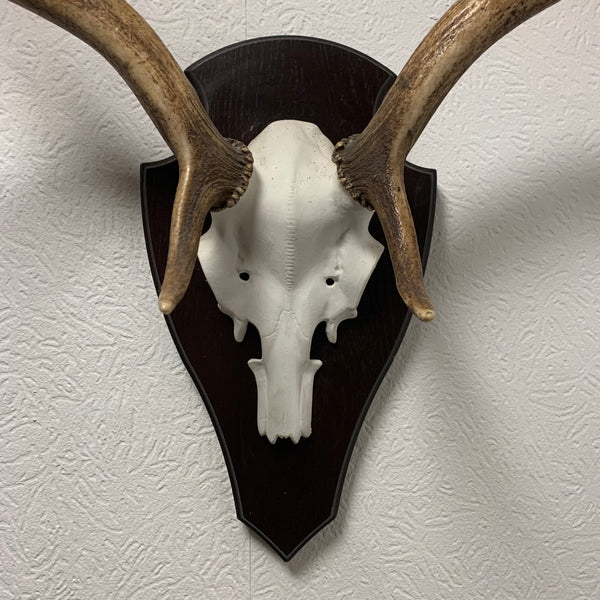 Hirsch Geweih