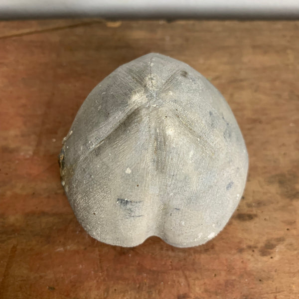 Seeigel Fossil