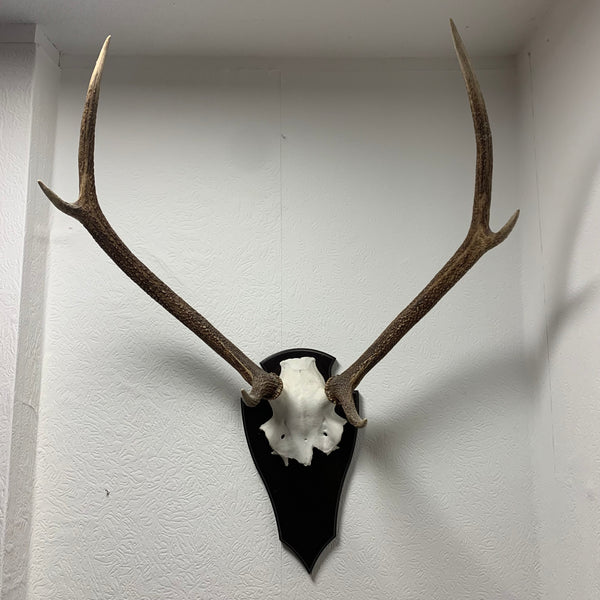 Hirsch Geweih