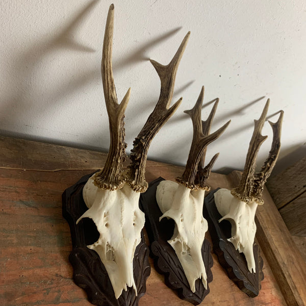 3 Rehbock Gehörne