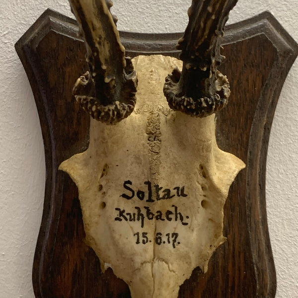 Rehbock Gehörn