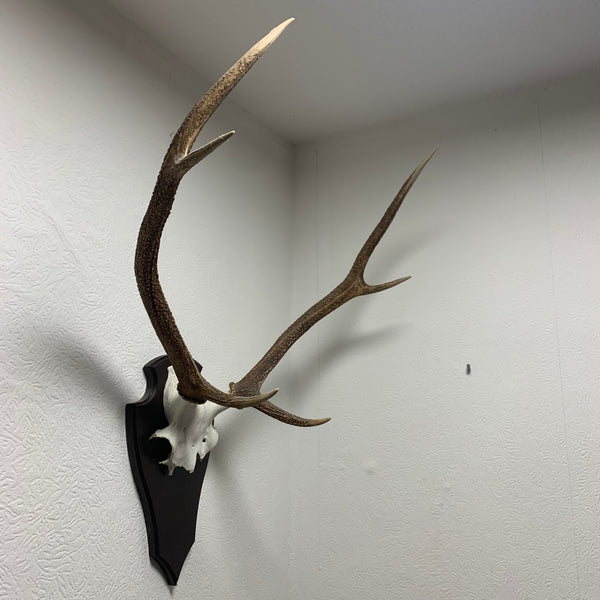 Hirsch Geweih