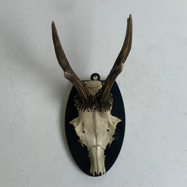 Rehbock Gehörn