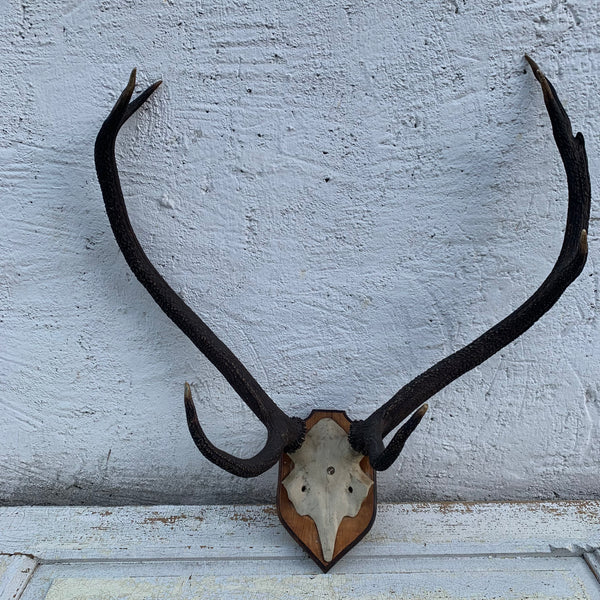 Hirsch Geweih