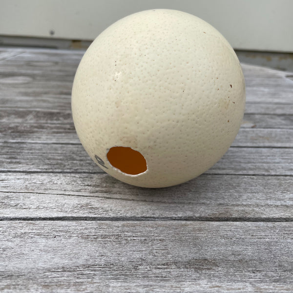 Leeres Straußenei Deko 14 cm