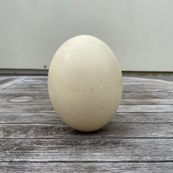Leeres Straußenei Deko 15 cm